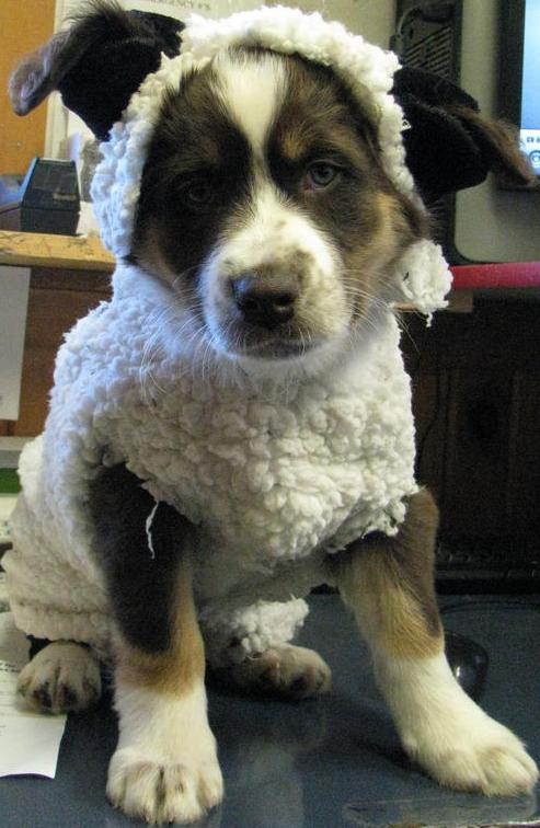 sheepdog